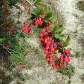 زرشک خوراکی